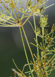 Attēlu rezultāti vaicājumam “Nitella flexilis”