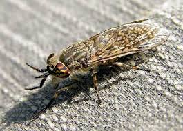 Attēlu rezultāti vaicājumam “Haematopota sp.”