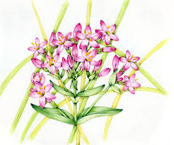 Attēlu rezultāti vaicājumam “Centaurium erythraea leaf”