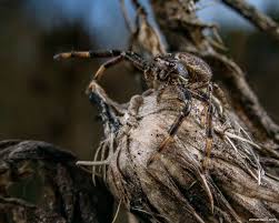 Attēlu rezultāti vaicājumam “Thomisidae”