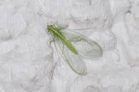 Attēlu rezultāti vaicājumam “Chrysopa”