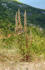 Image result for Digitalis lanata