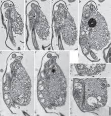 Attēlu rezultāti vaicājumam “Symphytocarpus impexus”