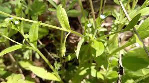 Attēlu rezultāti vaicājumam “Myosotis sparsiflora flower”