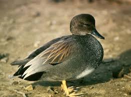 Attēlu rezultāti vaicājumam “Anas strepera female”