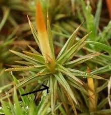 Attēlu rezultāti vaicājumam “Polytrichum juniperinum sporophyte”