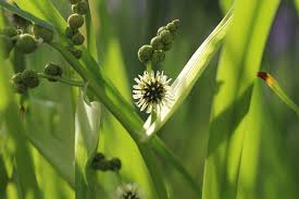 Attēlu rezultāti vaicājumam “Sparganiaceae”