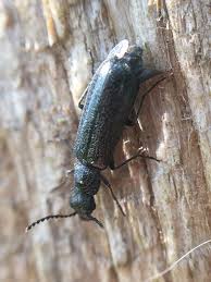 Attēlu rezultāti vaicājumam “Dasytes caeruleus”