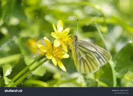 Attēlu rezultāti vaicājumam “Pieris napi male”