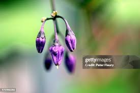 Attēlu rezultāti vaicājumam “Viola odorata bud”