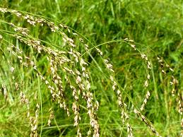 Attēlu rezultāti vaicājumam “Glyceria striata”