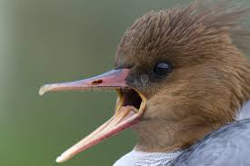 Attēlu rezultāti vaicājumam “Mergus serrator female”