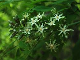 Attēlu rezultāti vaicājumam “Gymnocladus dioicus flower”