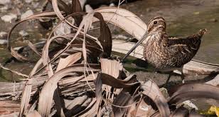 Image result for Gallinago delicata