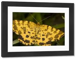 Attēlu rezultāti vaicājumam “Pseudopanthera macularia”