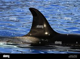 Image result for Orcinus orca