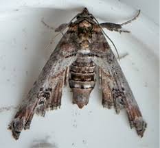 Attēlu rezultāti vaicājumam “Notodontidae”