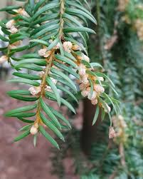 Attēlu rezultāti vaicājumam “Taxus baccata male flower”
