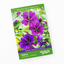 Image result for Malva sylvestris var. mauritiana