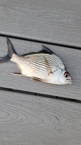 Image result for Eugerres plumieri