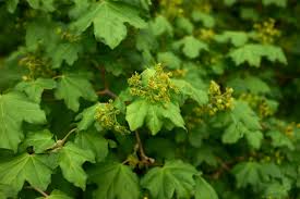 Attēlu rezultāti vaicājumam “Acer campestre flower”