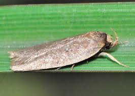 Attēlu rezultāti vaicājumam “Oecophoridae”