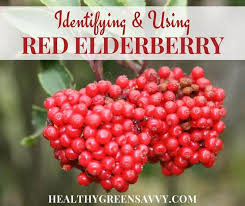 Attēlu rezultāti vaicājumam “Sambucus racemosa fruit”