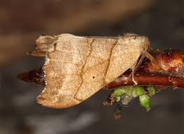 Attēlu rezultāti vaicājumam “Falcaria lacertinaria”