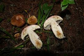 Attēlu rezultāti vaicājumam “Boletales”