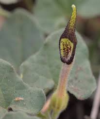 Attēlu rezultāti vaicājumam “Aristolochiaceae”