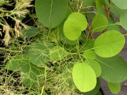 Attēlu rezultāti vaicājumam “Cotinus coggygria leaf”