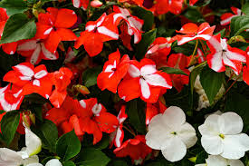 Image result for Impatiens walleriana