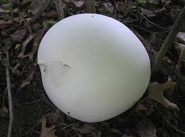 Attēlu rezultāti vaicājumam “Langermania gigantea”