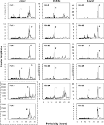 Image result for Rhabdosargus holubi
