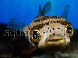 Image result for Diodon hystrix