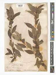 Attēlu rezultāti vaicājumam “Populus laurifolia”