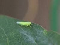 Attēlu rezultāti vaicājumam “Eremocoris plebejus”