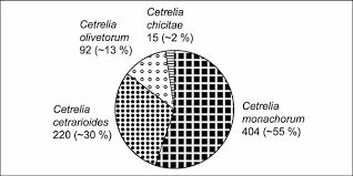 Attēlu rezultāti vaicājumam “Cetrelia sp.”