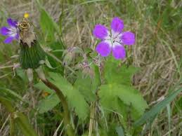 Attēlu rezultāti vaicājumam “Geranium sylvaticum leaf”