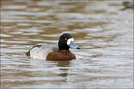 Image result for Aythya marila