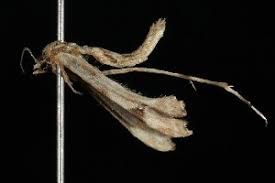 Attēlu rezultāti vaicājumam “Platyptilia sp.”