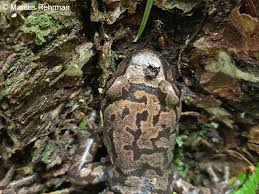 Attēlu rezultāti vaicājumam “Diderma roanense macro”