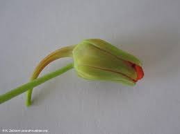 Attēlu rezultāti vaicājumam “Tropaeolum majus bud”