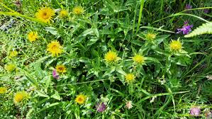 Image result for Inula hirta