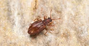 Attēlu rezultāti vaicājumam “Latridiidae”