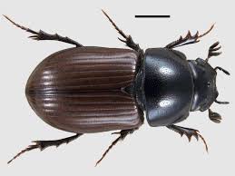 Attēlu rezultāti vaicājumam “Aphodius sp. imago”