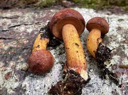 Attēlu rezultāti vaicājumam “Boletales”