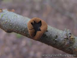 Attēlu rezultāti vaicājumam “Encoelia furfuracea”