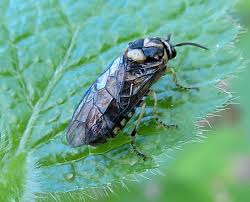Attēlu rezultāti vaicājumam “Alloeotomus sp.”
