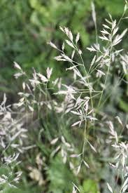 Attēlu rezultāti vaicājumam “Festuca arenaria”